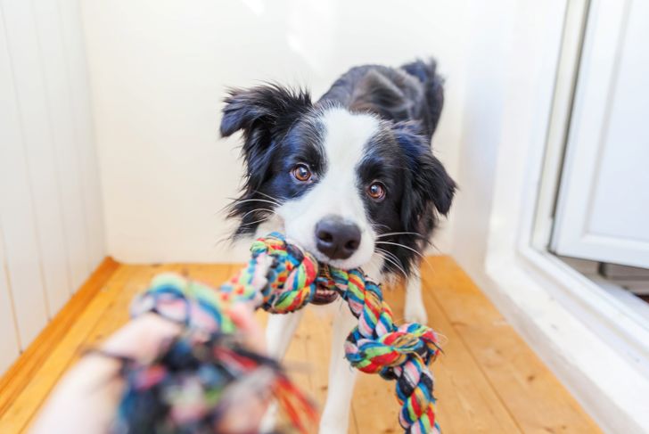 Indoor Activities to Keep Your Dog Busy
