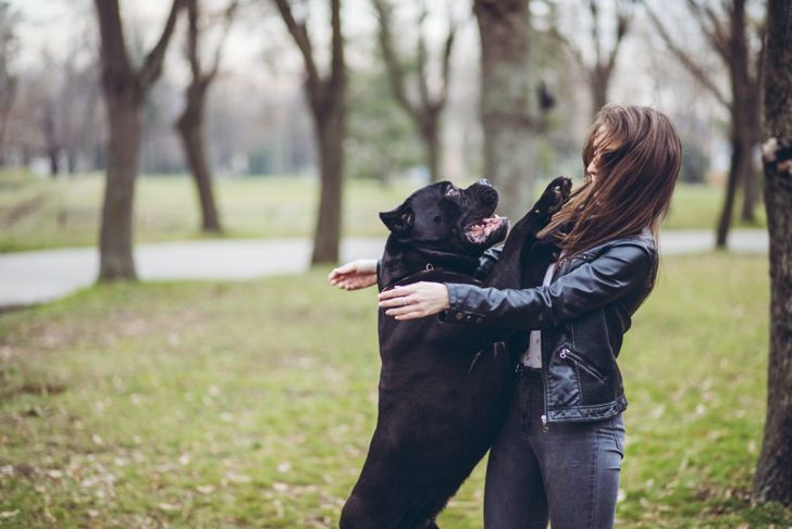 Interpreting Your Dog's Behavior