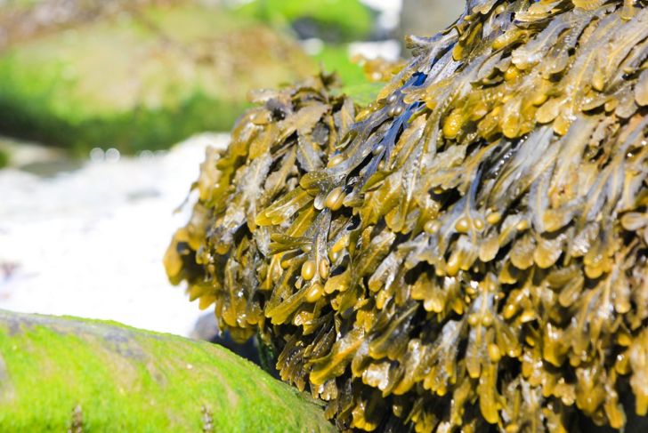 Irish Sea Moss: Health Benefits Beyond the Hype