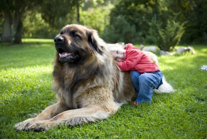 Is a Leonberger the Dog for You?