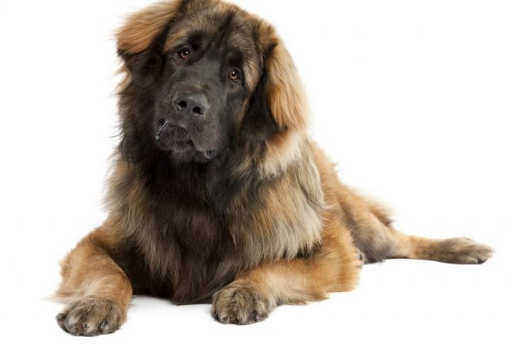 Is a Leonberger the Dog for You?