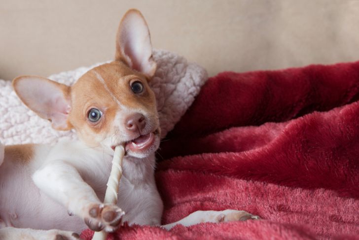 Is a Rat Terrier the Right Dog for You?