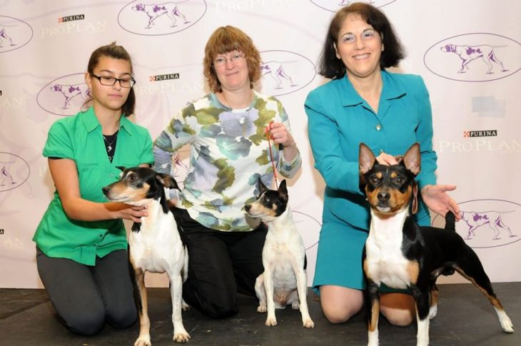 Is a Rat Terrier the Right Dog for You?