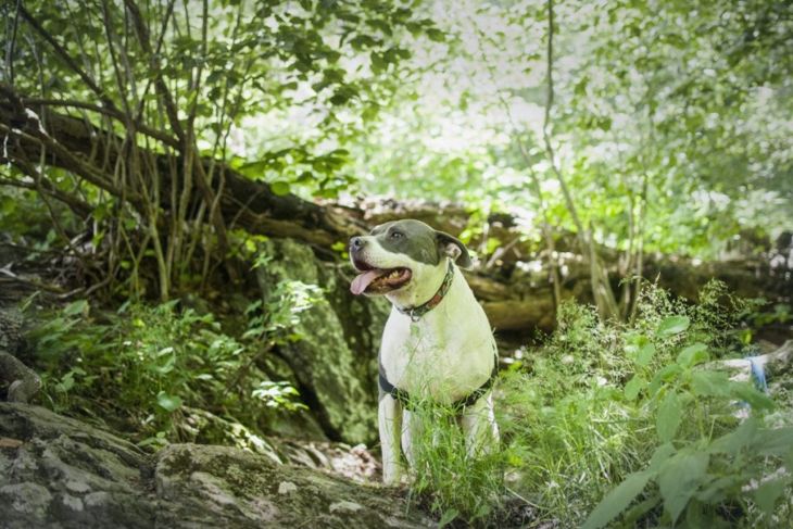 Is an American Bulldog Right For Me?