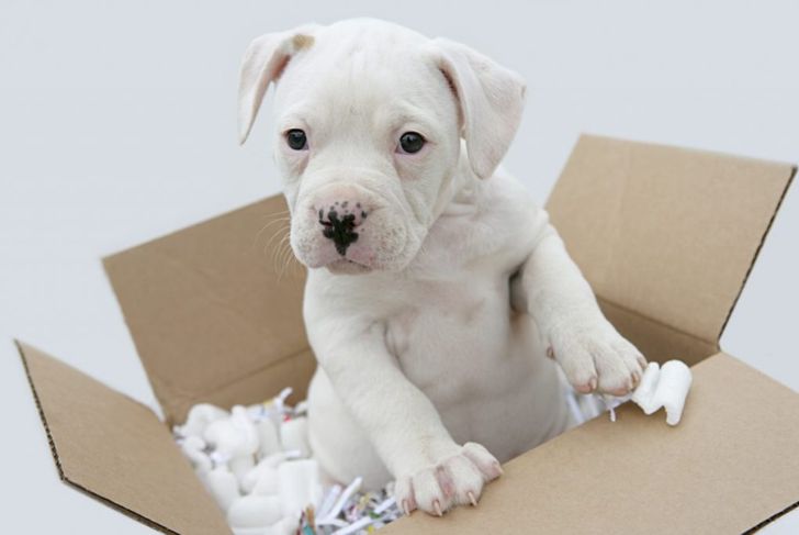 Is an American Bulldog Right For Me?