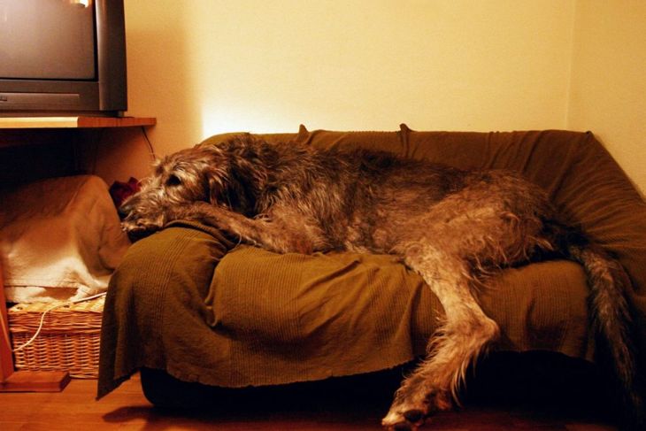 Is an Irish Wolfhound Right for Your Family?