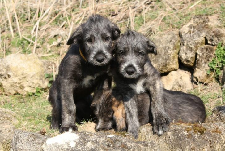 Is an Irish Wolfhound Right for Your Family?