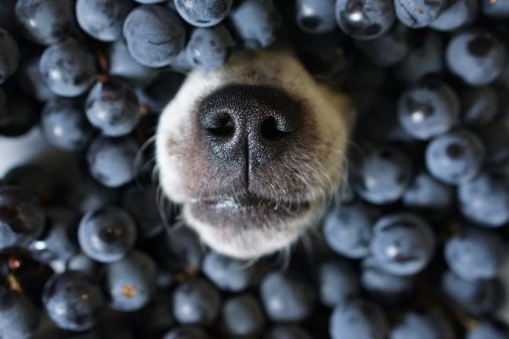 Is It Safe for Dogs to Eat Blueberries?