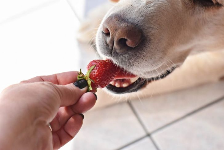 Is It Safe for Dogs to Eat Blueberries?