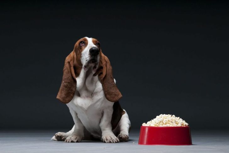 Is Popcorn Bad for Dogs?