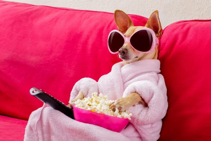 Is Popcorn Bad for Dogs?