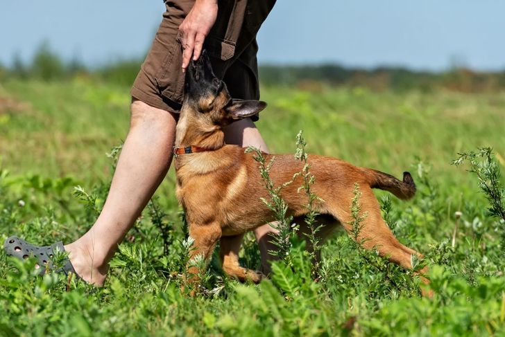 Is the Belgian Malinois the Perfect Dog for You?