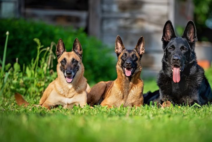 Is the Belgian Malinois the Perfect Dog for You?