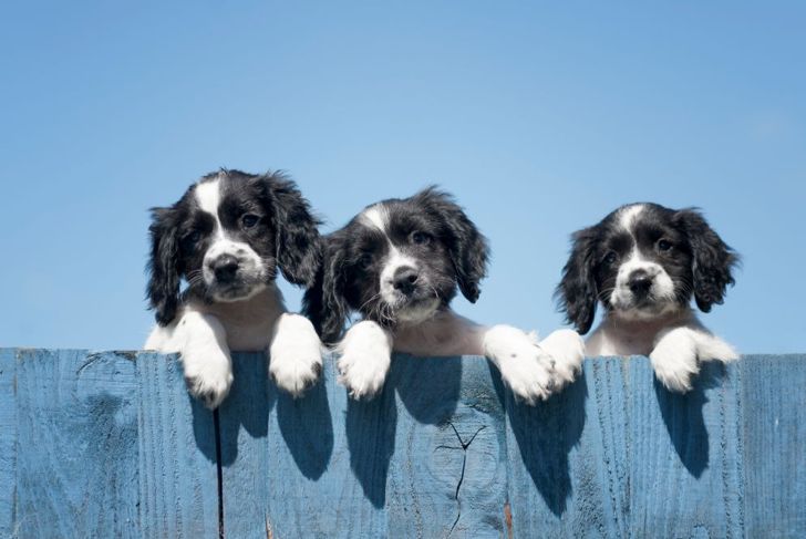 Is the Springer Spaniel Right For You?