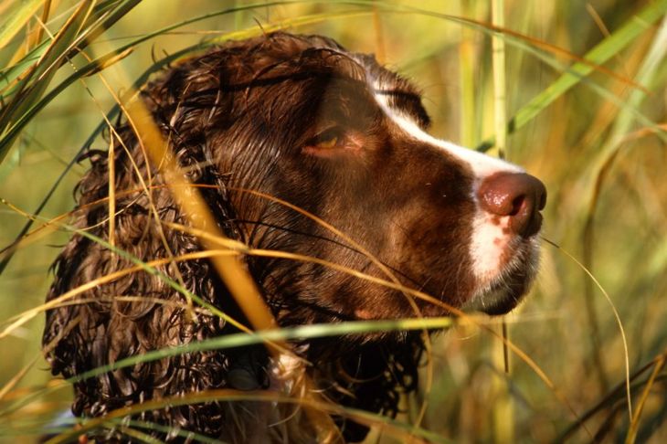 Is the Springer Spaniel Right For You?