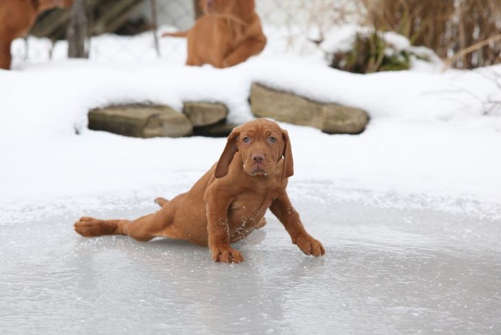 Keeping Your Dog Safe and Healthy During the Winter