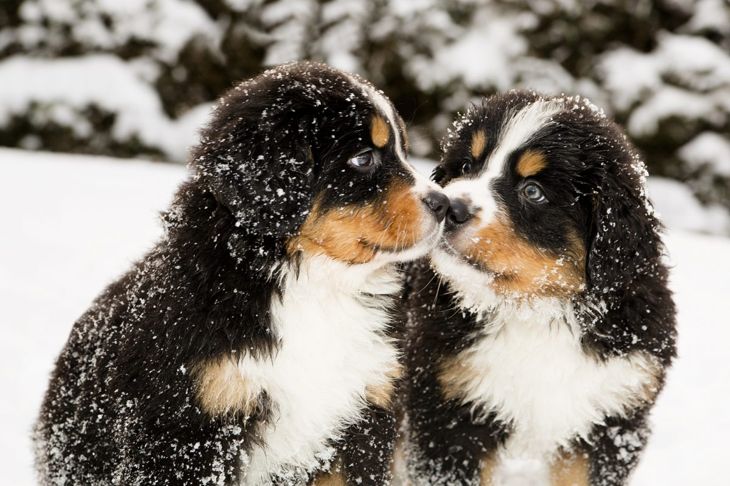 Keeping Your Dog Safe and Healthy During the Winter