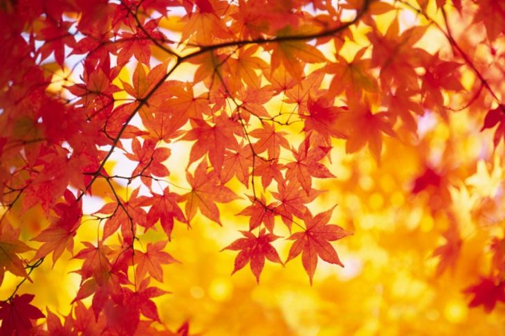 Light Up Your Yard With a Japanese Maple