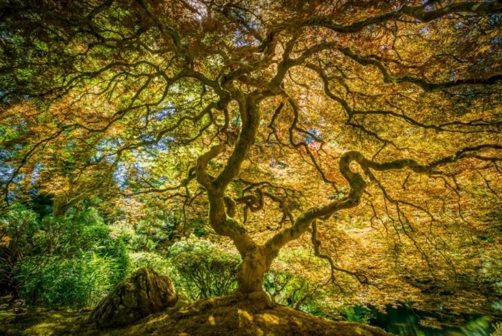 Light Up Your Yard With a Japanese Maple
