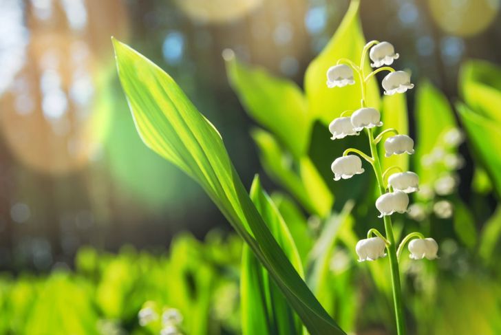 Lily of the Valley: A Guide to the Beautiful and Toxic Plant