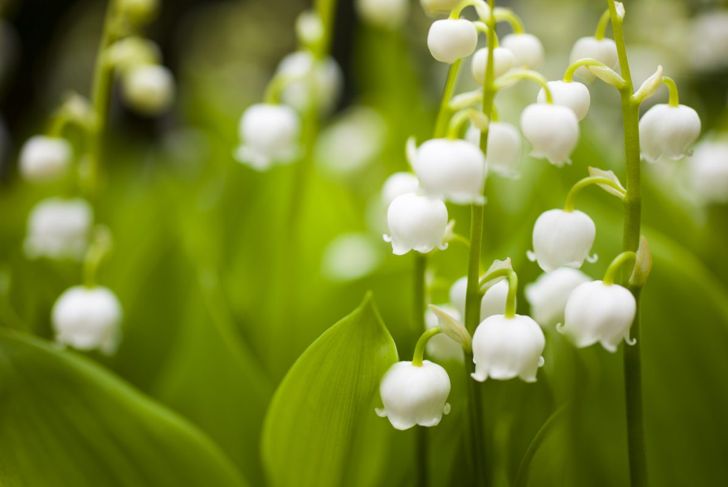 Lily of the Valley: A Guide to the Beautiful and Toxic Plant