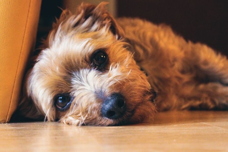 Love Your Dog? Stop Doing These Things Today