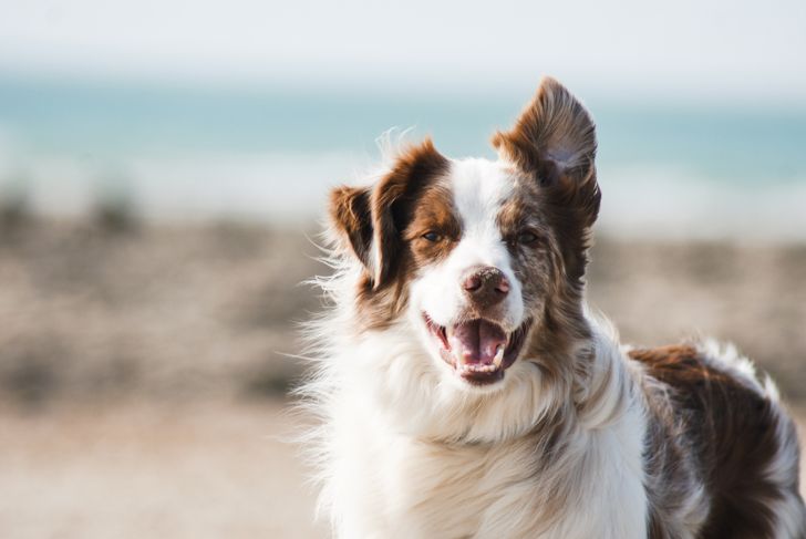 Love Your Dog? Stop Doing These Things Today