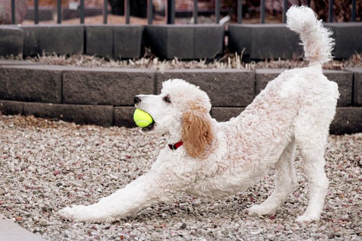 Not Just Fluff: A Guide To Poodles