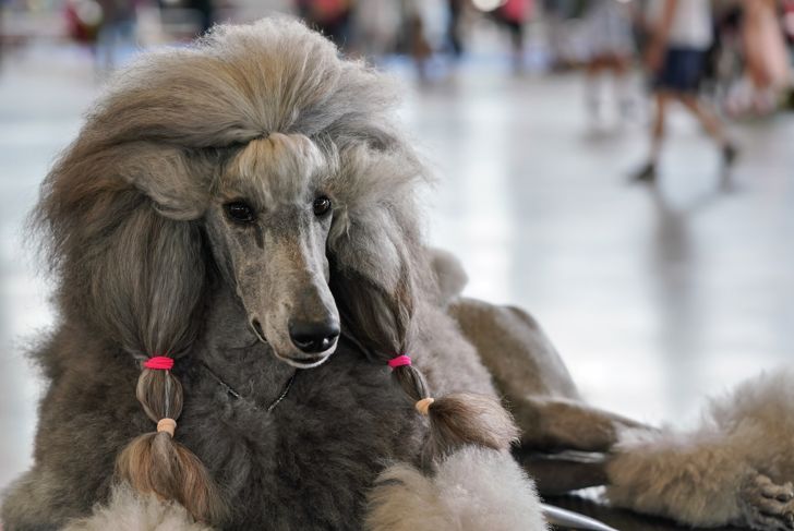 Not Just Fluff: A Guide To Poodles
