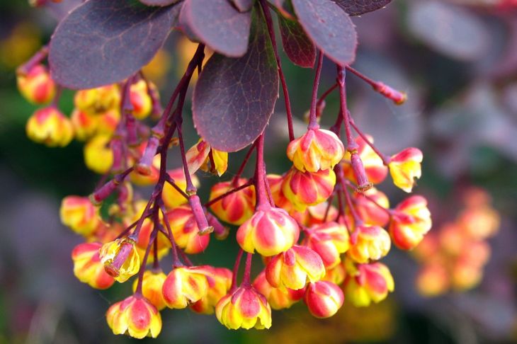 Potential Benefits and Side Effects of Berberine