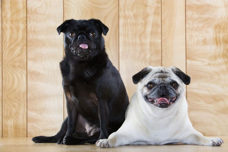 Pugs: The Happy-Go-Lucky Canines