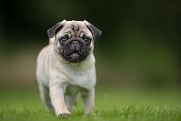 Pugs: The Happy-Go-Lucky Canines