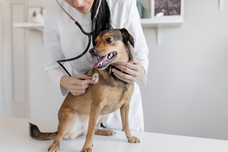 Pyometra in Dogs: Symptoms and Treatment