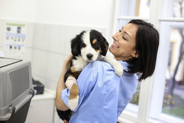 Pyometra in Dogs: Symptoms and Treatment