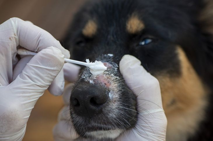Quit Your Itchin'-- Get Your Dog Over Folliculitis