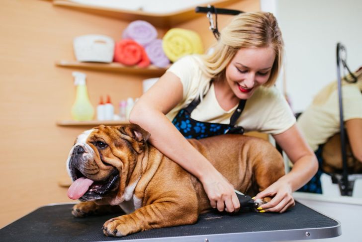 Quit Your Itchin'-- Get Your Dog Over Folliculitis