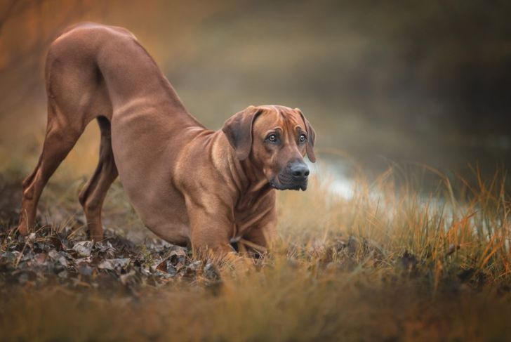 Rhodesian Ridgeback: A Perfect Choice for a Canine Companion