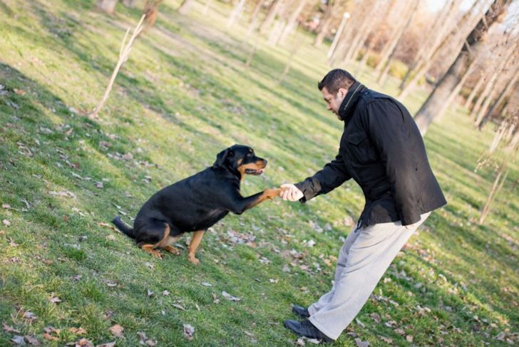 Rottweilers Are Great Family Dogs for the Right Match