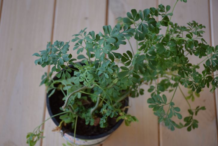Rue: An Ancient Herb with Health Benefits