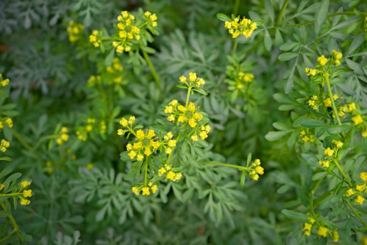 Rue: An Ancient Herb with Health Benefits
