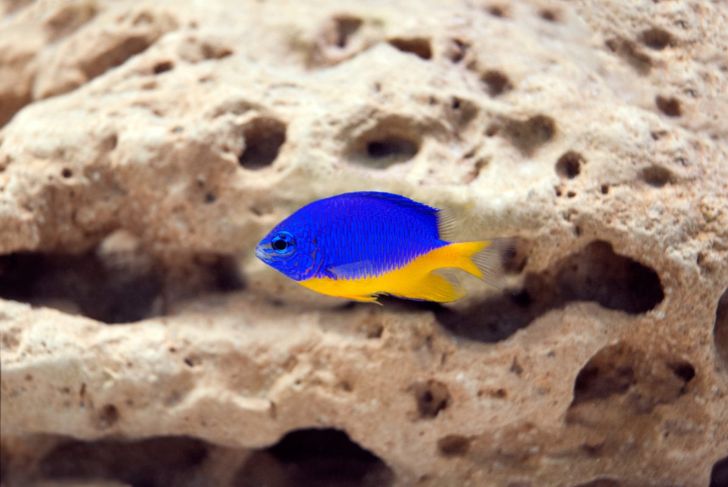 Saltwater Fish for Your Aquarium
