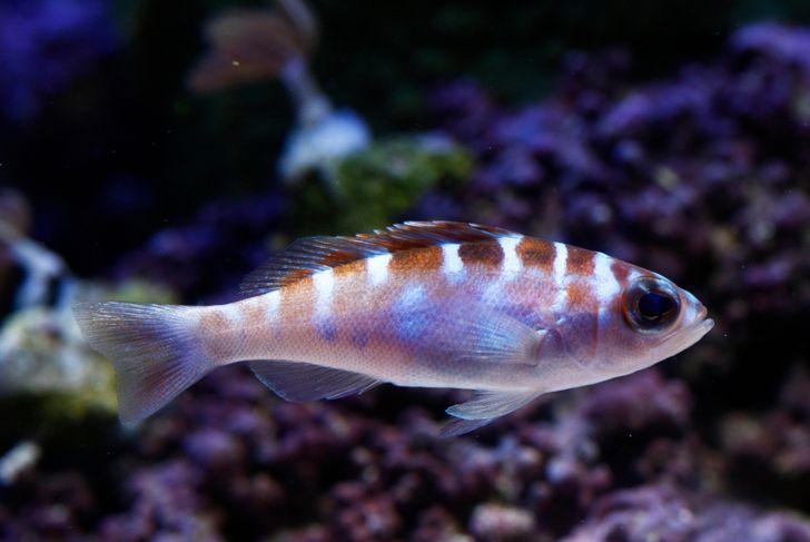 Saltwater Fish for Your Aquarium