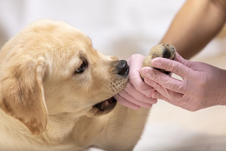 Sebaceous Cysts On Dogs: What Are They?