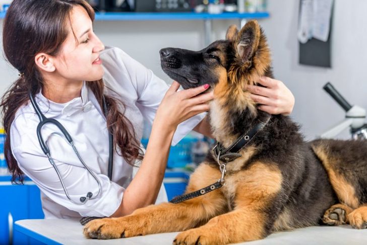 Sebaceous Cysts On Dogs: What Are They?