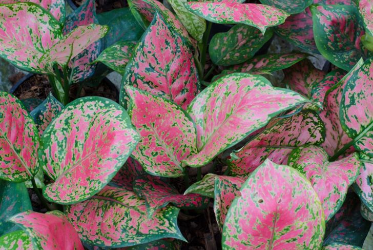 Shade-Loving Houseplants For Homes With Low Light