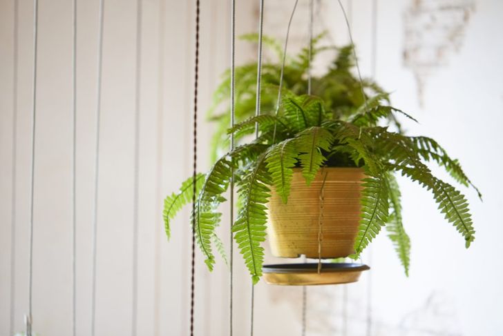 Shade-Loving Houseplants For Homes With Low Light