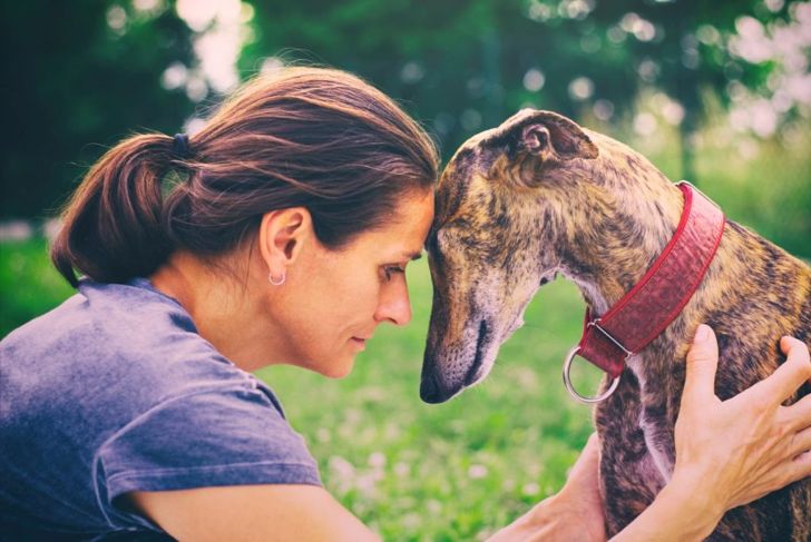 Should You Get a Greyhound Dog?