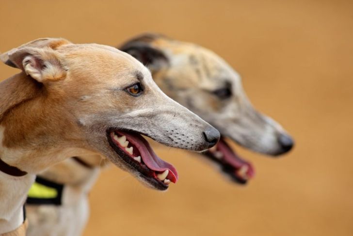 Should You Get a Greyhound Dog?