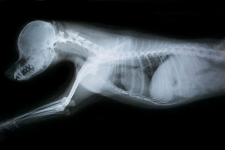 Signs and Symptoms of Pneumonia in Dogs