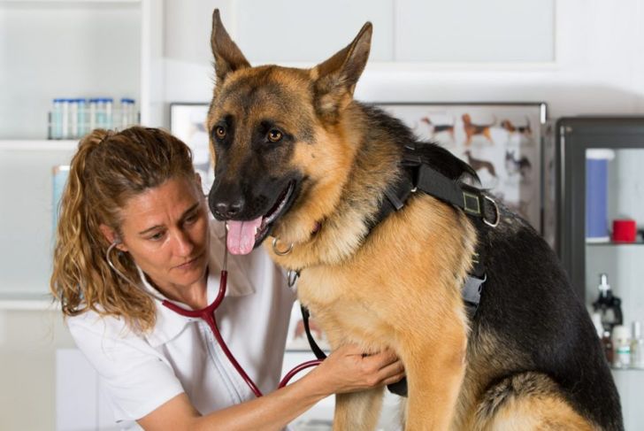 Signs and Symptoms of Pneumonia in Dogs